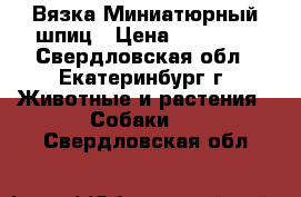 Вязка Миниатюрный шпиц › Цена ­ 15 000 - Свердловская обл., Екатеринбург г. Животные и растения » Собаки   . Свердловская обл.